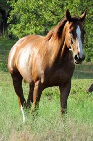 Round Mountain Mares