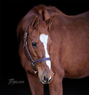 pensioned broodmare