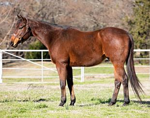 racehorse retirement