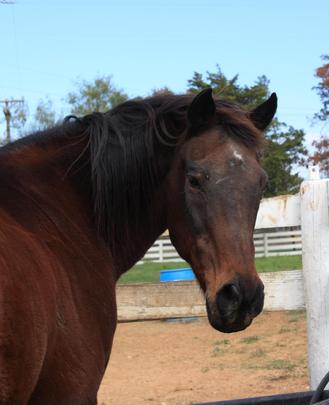 Horse Sanctuary