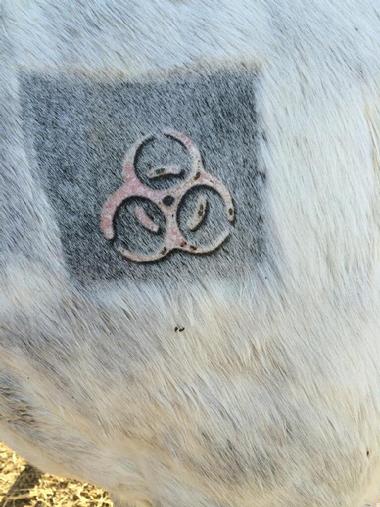 Horse Meat Phenylbutazone