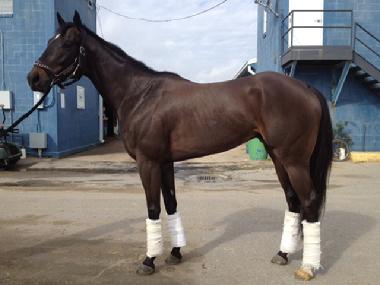 OTTB adoption