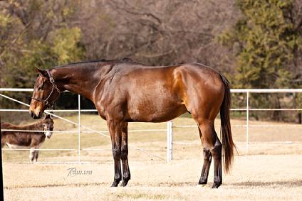 thoroughbred adoption