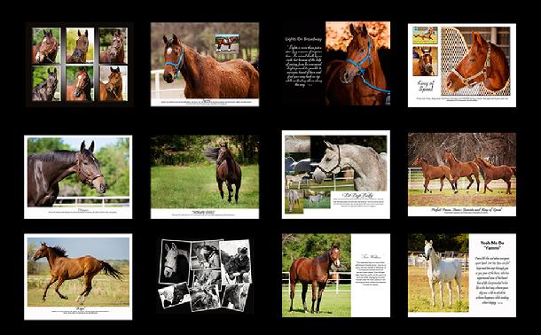 Horse Calendar