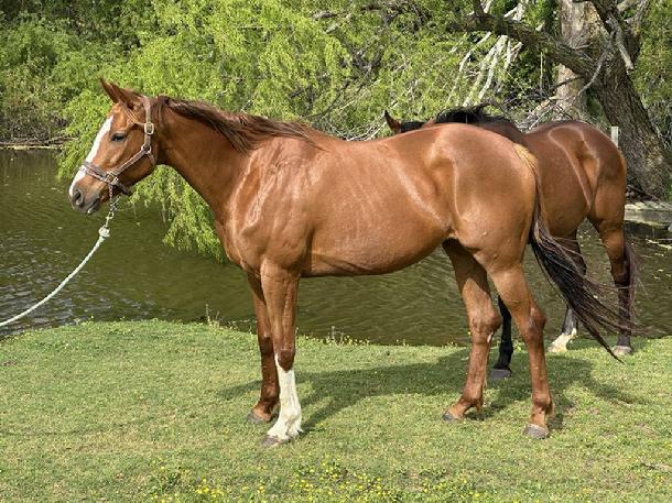 kill pen rescues