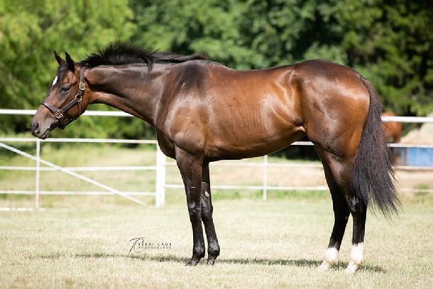 racehorse retirement