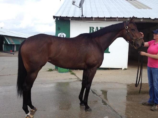 Thoroughbred Mares for Adoption
