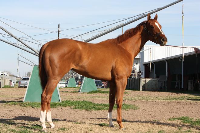 retired racehorse