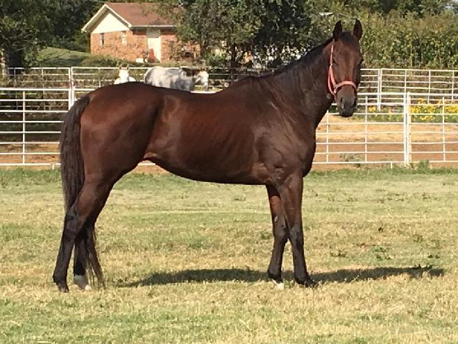 laminitis survivor